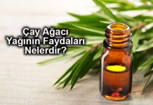 Çay Ağacı Yağı Faydaları Nelerdir? Çay Ağacı Yağı